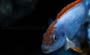 Pseudotropheus sp. 'red top ndumbi' Ndumbi Point